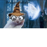 The Hedghog Pottah's