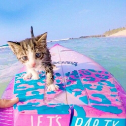 ⚡️ ☆  Summer hangout con  🌴