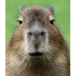 capybara ######