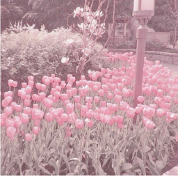 pink vibe