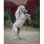 Los Caballos!