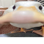 LEBWEEFANCLUB
