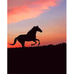 Wild Spirit Horses Stables