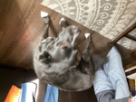 Bluey blue dog