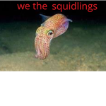 squidlings