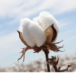 The Cotton Children