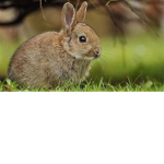 bunnybon82 bunny