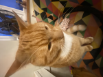 Cat human