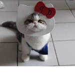 NereaLovesCats
