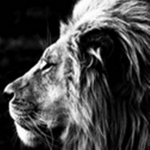 Lion team the best