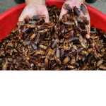 The Dismal & Pathetic Roaches of Earth