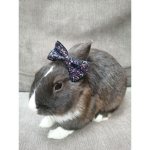 bunnyzara7