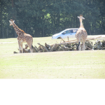 giraffe_fans