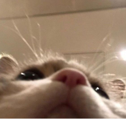 40%