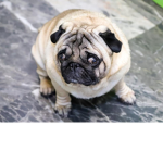 Bubble of pugs