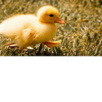 Cute things United!