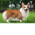 Pembroke Welsh Corgi Club