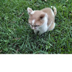 Charlie's angelss<3