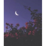 ~ M o o n s ~