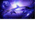 True dolphin army