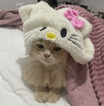 Miauu_btq