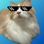 Cool Cat Studio ≽ܫ≼