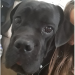Cane Corso Pups