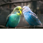 The Parakeet Friendship