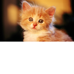cats/kittens fans