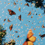 Butterflies closet