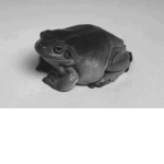 frog conspiracy