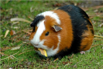 Guinea piglovers!!!