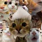 Silly Kitty Roblox