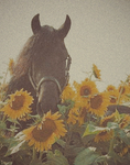 The Secret Sunflower Garden