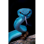 Snake hunters