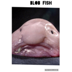 ROB THE BLOBFISH PLS SUBSCRIBE ON YT