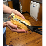 The Birb Gr0up