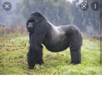 Gorilla uber service