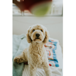Dog watermelon