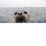 sealz fan club