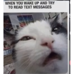 UwUCatBoi