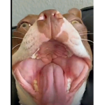 Only doggys are aloud here