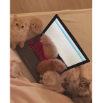 computer cattos