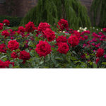 ~ Rose Garden ~
