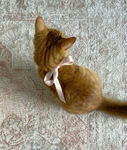 Ginger cats cult