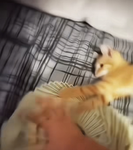 Aššâššìńs