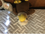 Eagles are the best thing ever