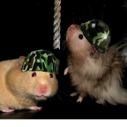 Hamster Nation.'s Training camp. In Development