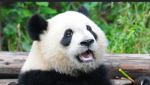 Panda’s zoo