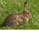 The king of rabbits